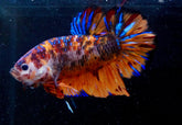 #2 (New Arrival) REAL GIANT KING Candy Tiger Nemo Koi -Male Plakat Betta Fish - High Quality Live Aquarium Male Betta Fish